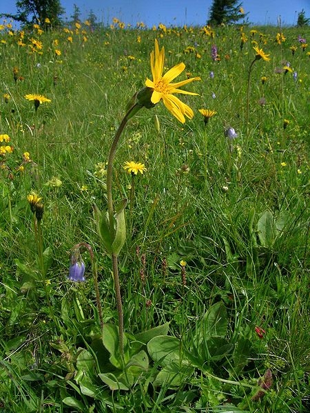 Pflanzenbild gross Arnika - Arnica montana