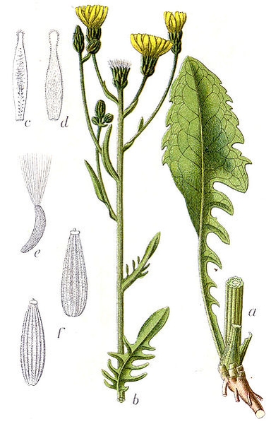 Pflanzenbild gross Wiesen-Pippau - Crepis biennis
