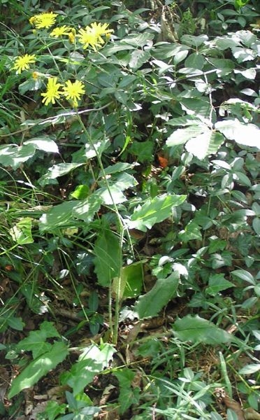 Pflanzenbild gross Wald-Habichtskraut - Hieracium murorum aggr.