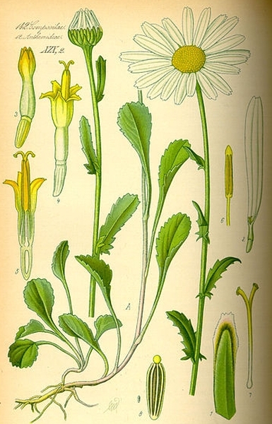 Pflanzenbild gross Gewöhnliche Wiesen-Margerite - Leucanthemum vulgare