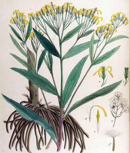 Pflanzenbild gross Fuchs' Greiskraut - Senecio ovatus