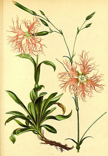 Pflanzenbild gross Pracht-Nelke - Dianthus superbus