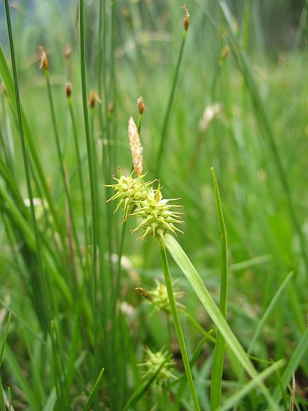 Pflanzenbild gross Gewöhnliche Gelbe Segge - Carex flava