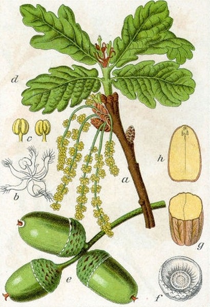 Pflanzenbild gross Stiel-Eiche - Quercus robur