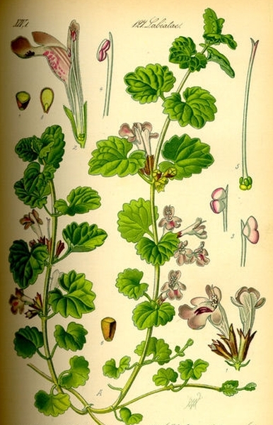 Pflanzenbild gross Gundelrebe - Glechoma hederacea