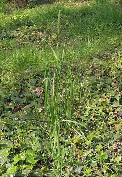 Pflanzenbild gross Wiesen-Fuchsschwanz - Alopecurus pratensis