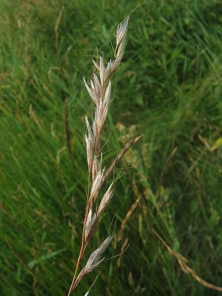 Pflanzenbild gross Flaum-Wiesenhafer - Helictotrichon pubescens