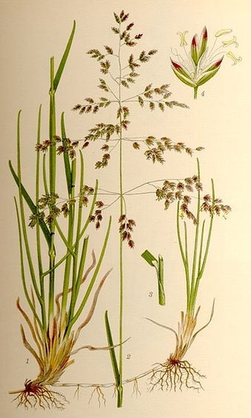 Pflanzenbild gross Gewöhnliches Wiesen-Rispengras - Poa pratensis