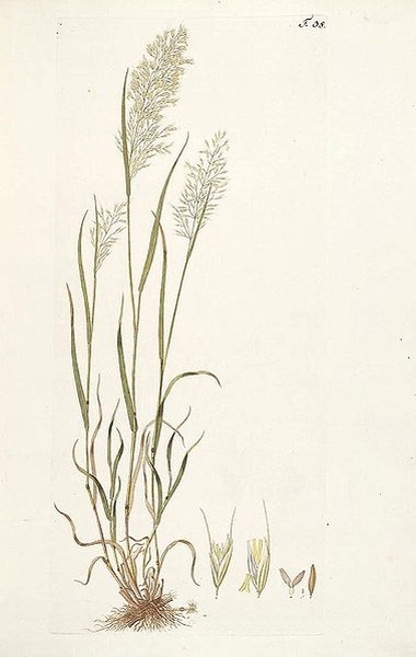 Pflanzenbild gross Wiesen-Goldhafer - Trisetum flavescens