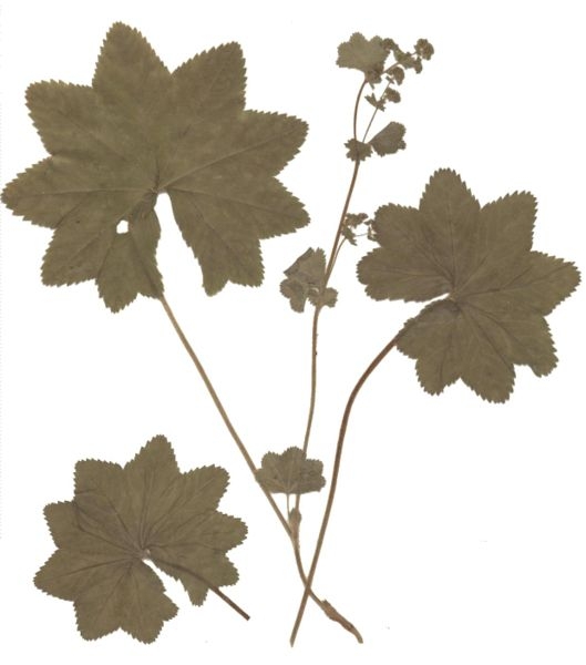 Pflanzenbild gross Gemeiner Frauenmantel - Alchemilla vulgaris aggr.