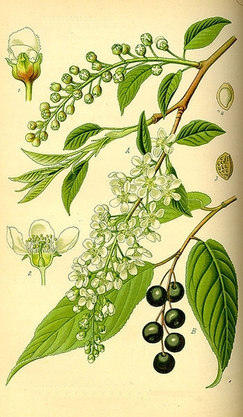 Pflanzenbild gross Traubenkirsche - Prunus padus