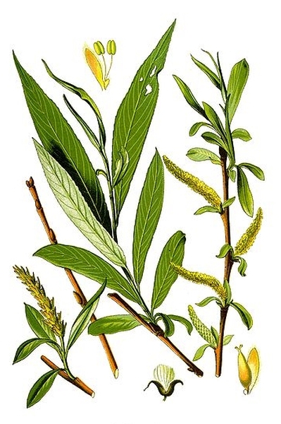 Pflanzenbild gross Silber-Weide - Salix alba