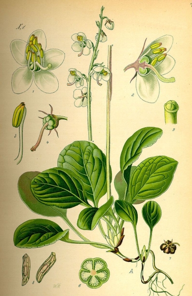 Pflanzenbild gross Rundblättriges Wintergrün - Pyrola rotundifolia