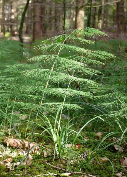 Pflanzenbild gross Wald-Schachtelhalm - Equisetum sylvaticum