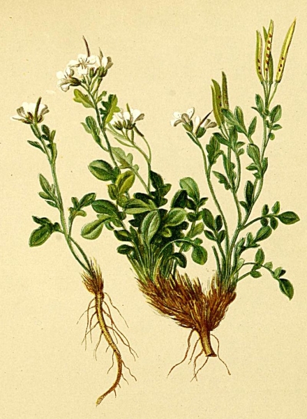 Pflanzenbild gross Resedablättriges Schaumkraut - Cardamine resedifolia