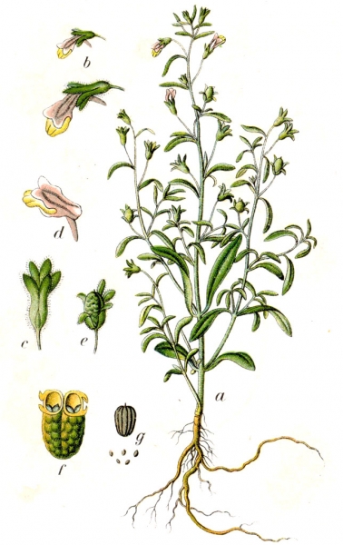 Pflanzenbild gross Kleines Leinkraut - Chaenorrhinum minus