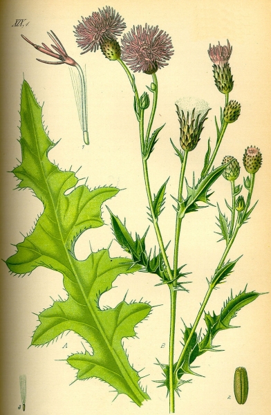Pflanzenbild gross Acker-Kratzdistel - Cirsium arvense