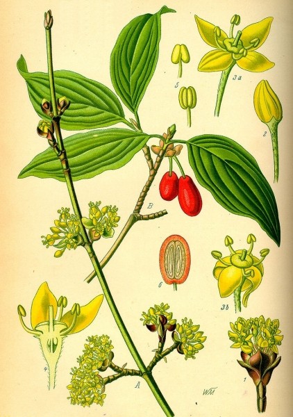 Pflanzenbild gross Kornelkirsche - Cornus mas