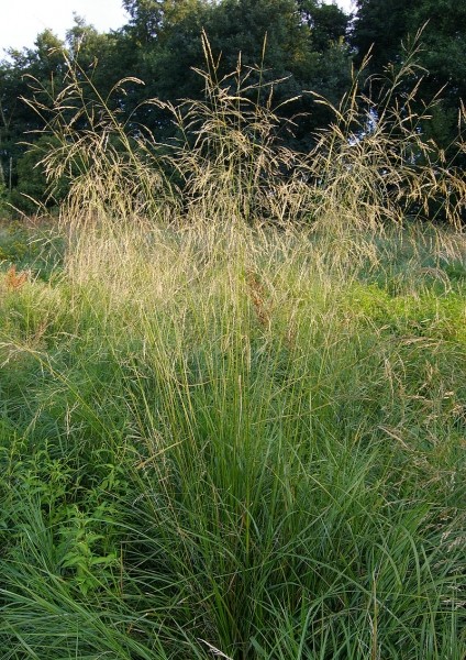 Pflanzenbild gross Rasen-Schmiele - Deschampsia cespitosa
