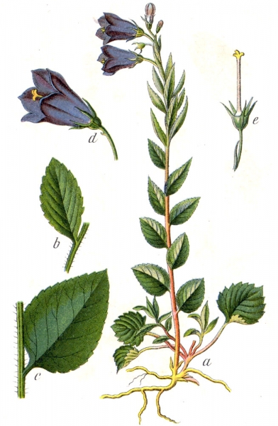 Pflanzenbild gross Rautenblättrige Glockenblume - Campanula rhomboidalis