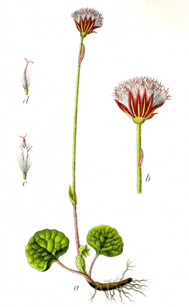 Pflanzenbild gross Grüner Alpenlattich - Homogyne alpina
