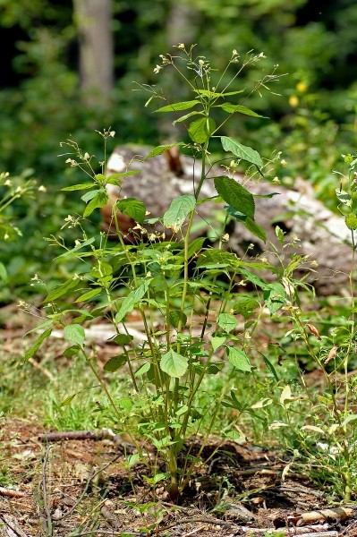 Pflanzenbild gross Kleines Springkraut - Impatiens parviflora