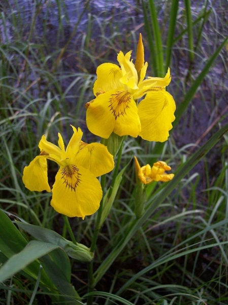 Pflanzenbild gross Gelbe Schwertlilie - Iris pseudacorus