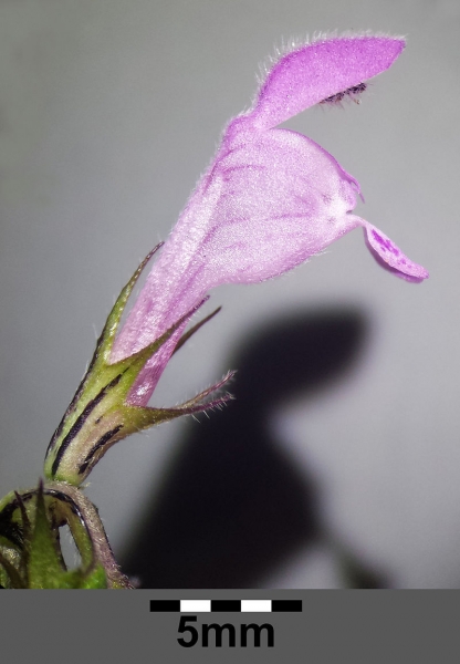 Pflanzenbild gross Acker-Taubnessel - Lamium purpureum