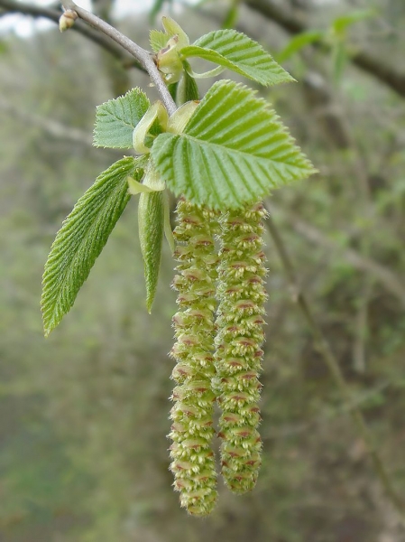 Pflanzenbild gross Hopfenbuche - Ostrya carpinifolia