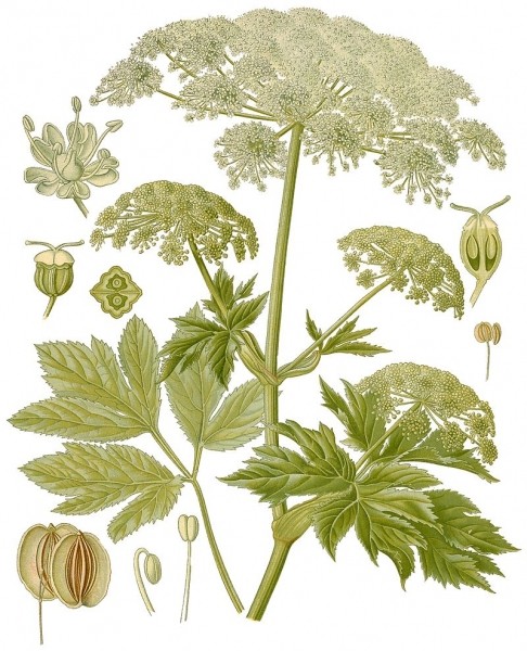 Pflanzenbild gross Meisterwurz - Peucedanum ostruthium