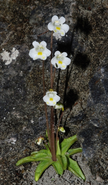Pflanzenbild gross Alpen-Fettblatt - Pinguicula alpina