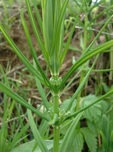 Pflanzenbild gross Quirlblättriges Salomonssiegel - Polygonatum verticillatum