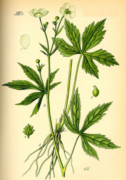Pflanzenbild gross Eisenhutblättriger Hahnenfuss - Ranunculus aconitifolius