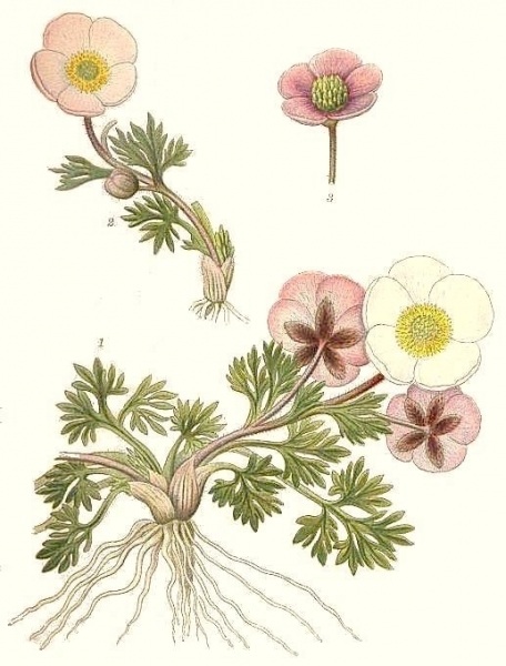 Pflanzenbild gross Gletscher-Hahnenfuss - Ranunculus glacialis