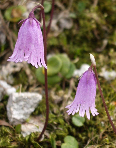 Pflanzenbild gross Kleines Alpenglöckchen - Soldanella pusilla