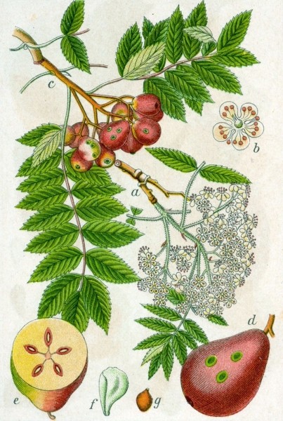 Pflanzenbild gross Speierling - Sorbus domestica