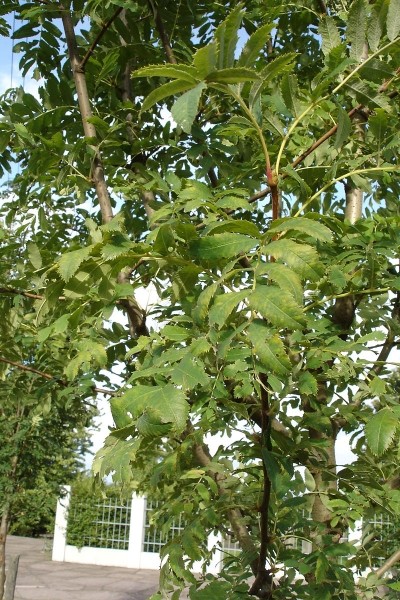 Pflanzenbild gross Speierling - Sorbus domestica