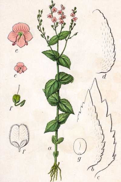 Pflanzenbild gross Nessel-Ehrenpreis - Veronica urticifolia