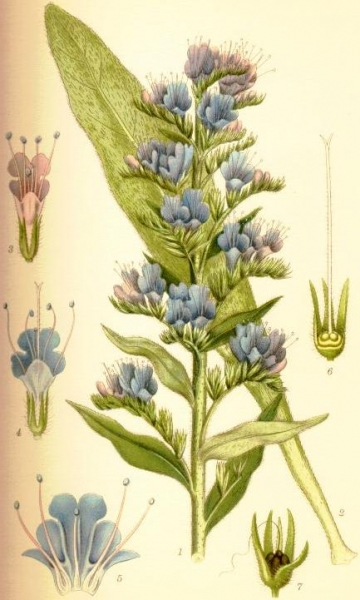 Pflanzenbild gross Gemeiner Natterkopf - Echium vulgare