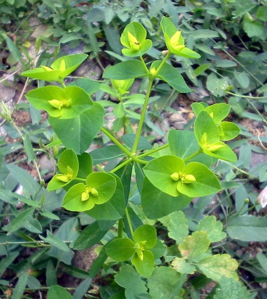 Pflanzenbild gross Mandelblättrige Wolfsmilch - Euphorbia amygdaloides