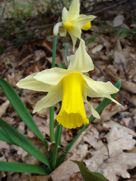 Pflanzenbild gross Osterglocke - Narcissus pseudonarcissus