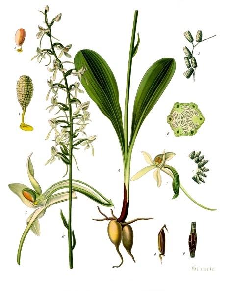 Pflanzenbild gross Weisses Breitkölbchen - Platanthera bifolia