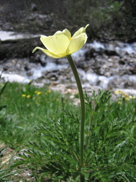 Pflanzenbild gross Schwefel-Anemone - Pulsatilla alpina subsp. apiifolia