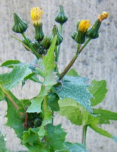 Pflanzenbild gross Kohl-Gänsedistel - Sonchus oleraceus