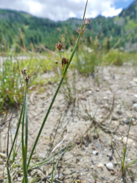 Pflanzenbild gross Alpen-Binse - Juncus alpinoarticulatus