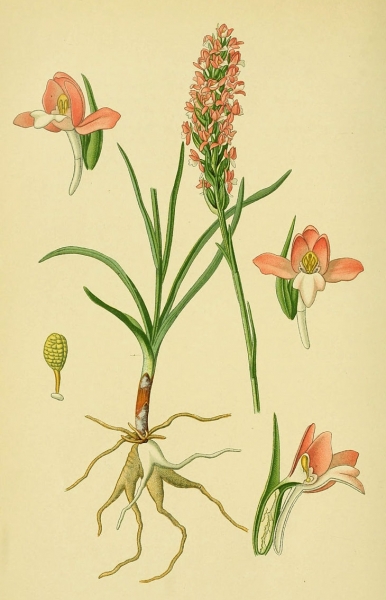 Pflanzenbild gross Wohlriechende Handwurz - Gymnadenia odoratissima