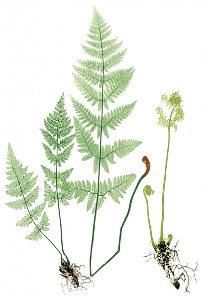 Pflanzenbild gross Dorniger Wurmfarn - Dryopteris carthusiana