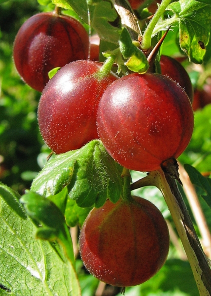 Pflanzenbild gross Stachelbeere - Ribes uva-crispa