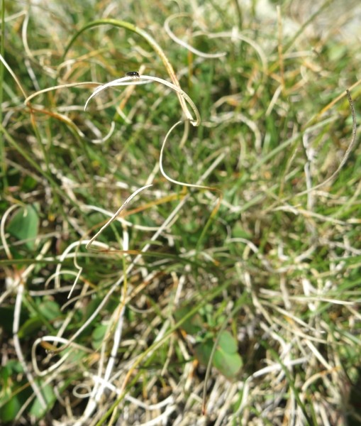 Pflanzenbild gross Krumm-Segge - Carex curvula