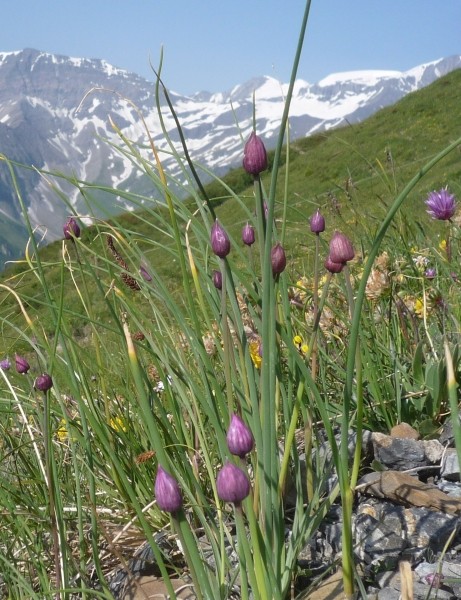 Pflanzenbild gross Schnittlauch - Allium schoenoprasum
